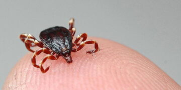 Havalar ısındı, keneler uyandı: Uzmanından kritik uyarı geldi