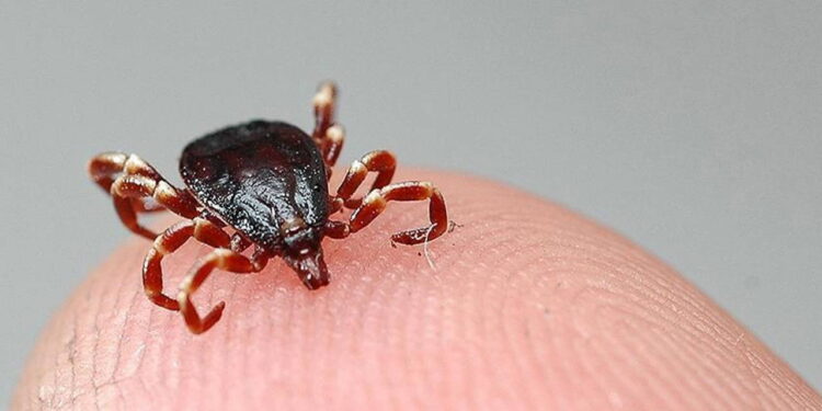 Havalar ısındı, keneler uyandı: Uzmanından kritik uyarı geldi