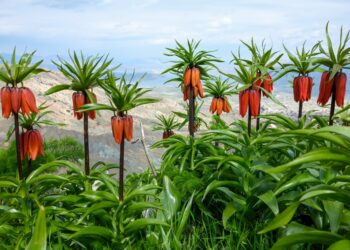 Sakız Dağı’nda guldexwînler seyirlik şölen oluşturuyor