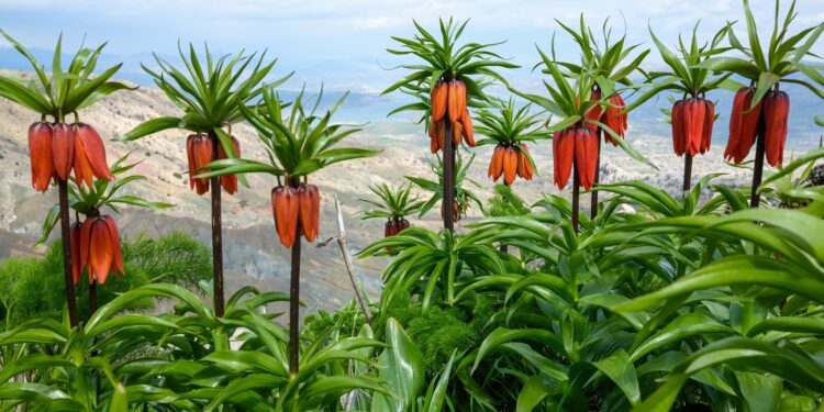 Sakız Dağı’nda guldexwînler seyirlik şölen oluşturuyor