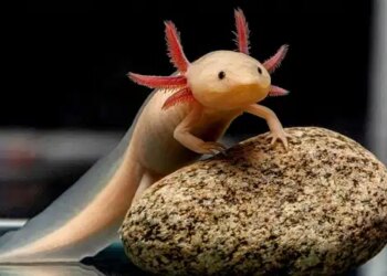 Bilim dünyasında devrim: Aksolotlların sırrı çözüldü, insanlarda uzuv yenilenmesi mümkün mü?