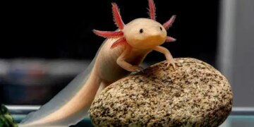 Bilim dünyasında devrim: Aksolotlların sırrı çözüldü, insanlarda uzuv yenilenmesi mümkün mü?