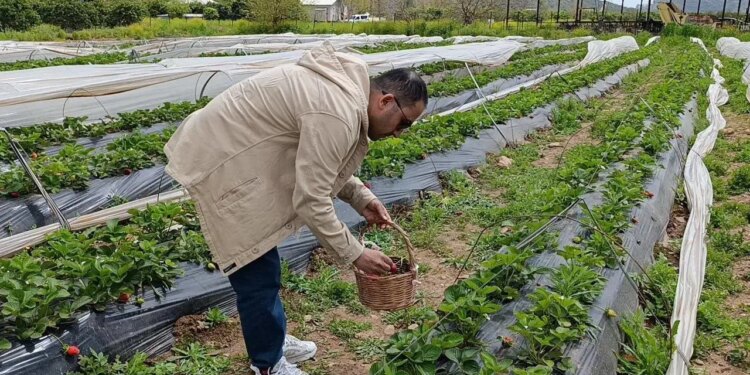 Kozan’da ‘tarım turizmi’ hamlesi:  Hasadı çiftçi değil, yurttaş yaptı