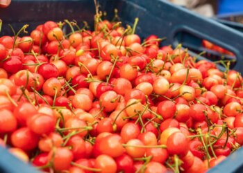 Kuzey Yarımküre’nin ilk kirazı çıktı: Açık artırma ile satıldı! Kilosu 6  bin TL…