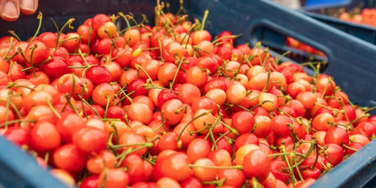 Kuzey Yarımküre’nin ilk kirazı çıktı: Açık artırma ile satıldı! Kilosu 6  bin TL…