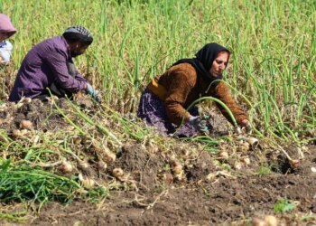 Adana’da 31 bin dönümde hummalı mesai başladı: Dönüm başı 4 ton verim bekleniyor