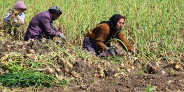 Adana’da 31 bin dönümde hummalı mesai başladı: Dönüm başı 4 ton verim bekleniyor