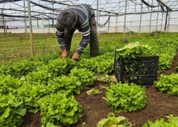 Tarlada 15 TL, tezgahlarda 100 TL’ye satılıyor