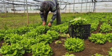 Tarlada 15 TL, tezgahlarda 100 TL’ye satılıyor