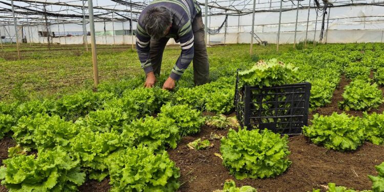 Tarlada 15 TL, tezgahlarda 100 TL’ye satılıyor