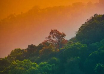 Bazı canlılar 2085’e kadar aşırı hava olaylarına maruz kalacak