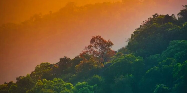 Bazı canlılar 2085’e kadar aşırı hava olaylarına maruz kalacak