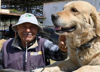 Manisa’nın ‘Betty’si traktörden inmiyor: Sahibiyle tarlaya gidiyor! – Son Dakika Yaşam Haberleri