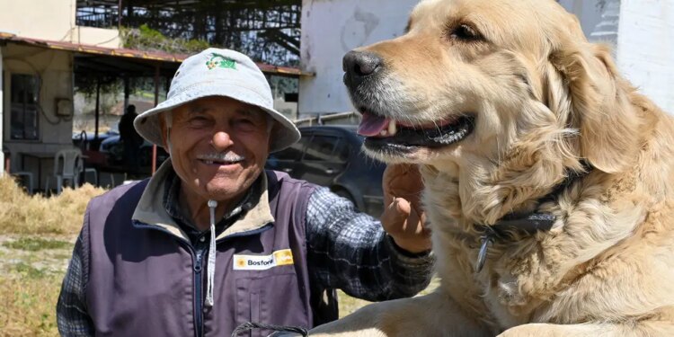 Manisa’nın ‘Betty’si traktörden inmiyor: Sahibiyle tarlaya gidiyor! – Son Dakika Yaşam Haberleri