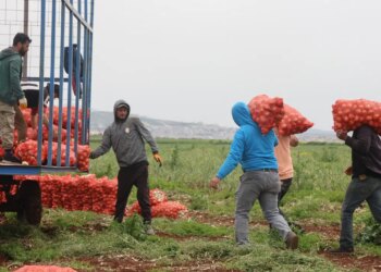Sınırın sıfır noktasında hasat başladı: 81 ile kamyonlarla gönderiliyor