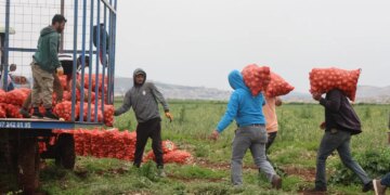 Sınırın sıfır noktasında hasat başladı: 81 ile kamyonlarla gönderiliyor