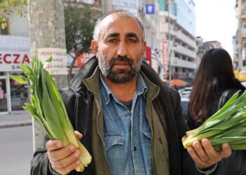 Dağlardan toplanan doğal antibiyotik: Yılda iki defa hasat ediliyor! Kilosu 100 TL…