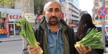 Dağlardan toplanan doğal antibiyotik: Yılda iki defa hasat ediliyor! Kilosu 100 TL…