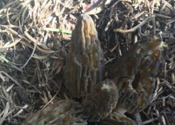 Toroslar’da zorlu mesai: Bu mantarın kilosu 1500 TL’den alıcı buluyor