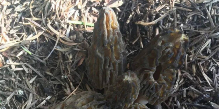 Toroslar’da zorlu mesai: Bu mantarın kilosu 1500 TL’den alıcı buluyor