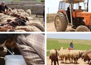 Kobanê’de Koli Hanif’in emekle örülen köy yaşamı