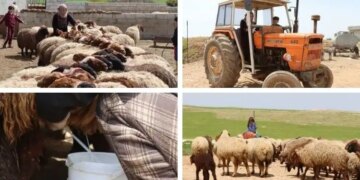 Kobanê’de Koli Hanif’in emekle örülen köy yaşamı