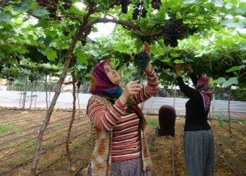 Mersin’in ‘siyah inci’si! Hasadı 15 gün geç başladı…