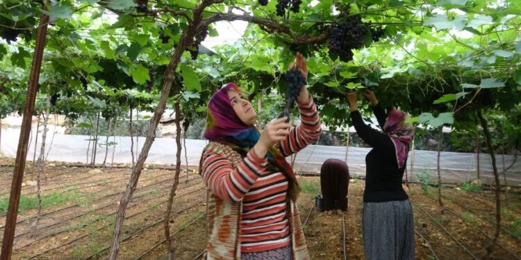Mersin’in ‘siyah inci’si! Hasadı 15 gün geç başladı…