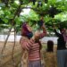 Mersin’in ‘siyah inci’si! Hasadı 15 gün geç başladı…