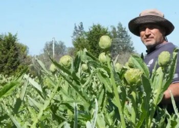 Lezzeti tescillendi, talep arttı: Bir kökten sadece 4 tane alınıyor, tanesi tarlada 50 lira!