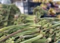Ne ekiliyor ne biçiliyor, dağda kendi yetişiyor: C vitamini deposu…
