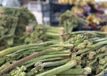 Ne ekiliyor ne biçiliyor, dağda kendi yetişiyor: C vitamini deposu…
