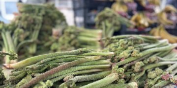 Ne ekiliyor ne biçiliyor, dağda kendi yetişiyor: C vitamini deposu…