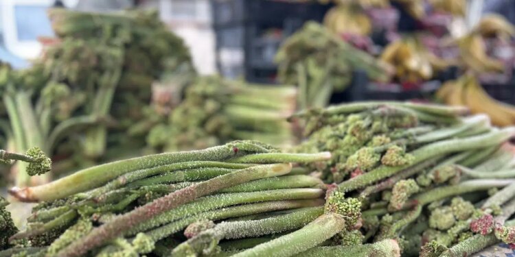Ne ekiliyor ne biçiliyor, dağda kendi yetişiyor: C vitamini deposu…