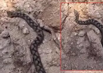 Türkiye’nin en zehirli endemik türlerinden biri: Bolu’da Kafkas burunlu engerek görüldü!