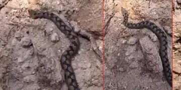 Türkiye’nin en zehirli endemik türlerinden biri: Bolu’da Kafkas burunlu engerek görüldü!