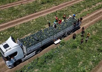 Kumda yetişiyor, Jandarma tarafından korunuyor! 650 bin ton rekolte bekleniyor…