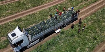 Kumda yetişiyor, Jandarma tarafından korunuyor! 650 bin ton rekolte bekleniyor…