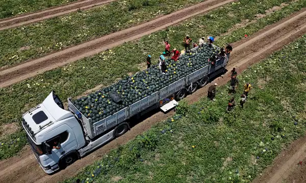 Kumda yetişiyor, Jandarma tarafından korunuyor! 650 bin ton rekolte bekleniyor…