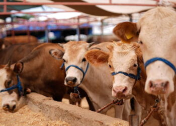 Kurban vekaleti nasıl verilir? Kurban vekaleti kimlere verilebilir, şartları neler?