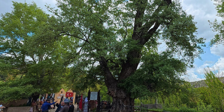 2 Asırlık Anıt Ağaca Bayram Öncesi Ziyaret Yasağı