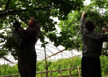 Aydın’da ‘Magador’ hasadı başladı: Ağaç başına 50 kilo meyve verdi…