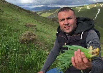 Bitlis dağlarında gecikmeli hasat: Sarp yamaçlarda toplanıyor, faydası saymakla bitmiyor…