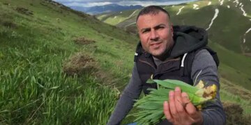 Bitlis dağlarında gecikmeli hasat: Sarp yamaçlarda toplanıyor, faydası saymakla bitmiyor…