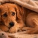 Dikkat çeken araştırma: Köpeklerin yüzde 84’ü ‘anksiyete’ belirtileri gösteriyor