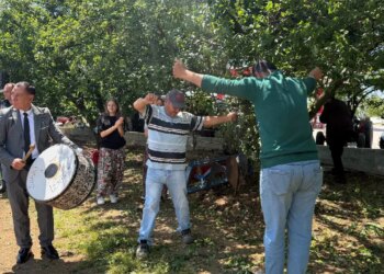 Rekolte 4 kat artınca hasat davul, zurna ile yapıldı