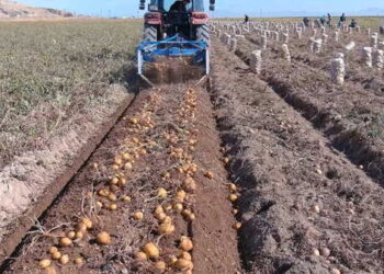 Depoda 4 lira, tarlada 25 lira! Dönüm başı 3 ton verim…