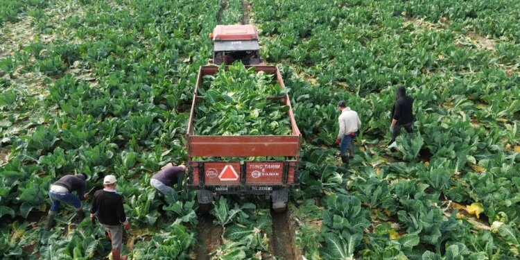 Bafra Ovası’nda son kış hasadı: Fiyatını 3’e katladı..