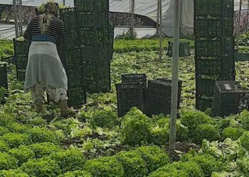 Iğdır’da yılın ilk hasadı başladı: 200 ton rekolte bekleniyor…
