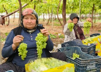 Silifke’den Rusya ve Avrupa’ya lezzet köprüsü: 6 dönümden 17 ton rekolte! Üreticide 300, tezgahta 600 TL…